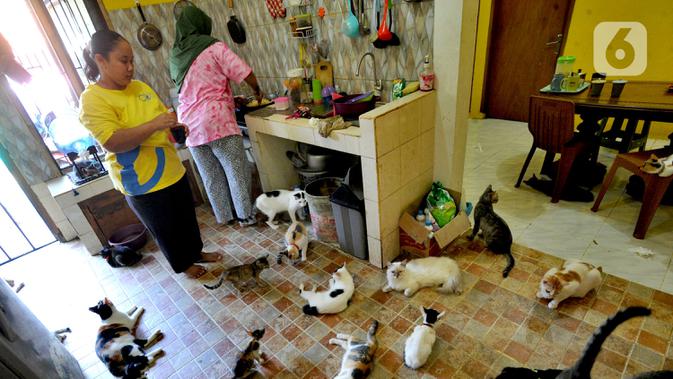Pemandangan ini tidak biasa bagi tamu yang pertama kali berkunjung ke Rumah Kucing Parung (RKP) di RT 01/07 Kelurahan Pabuaran, Kecamatan Kemang, Parung, Kabupaten Bogor, Jawa Barat. (merdeka.com/Arie Basuki)
