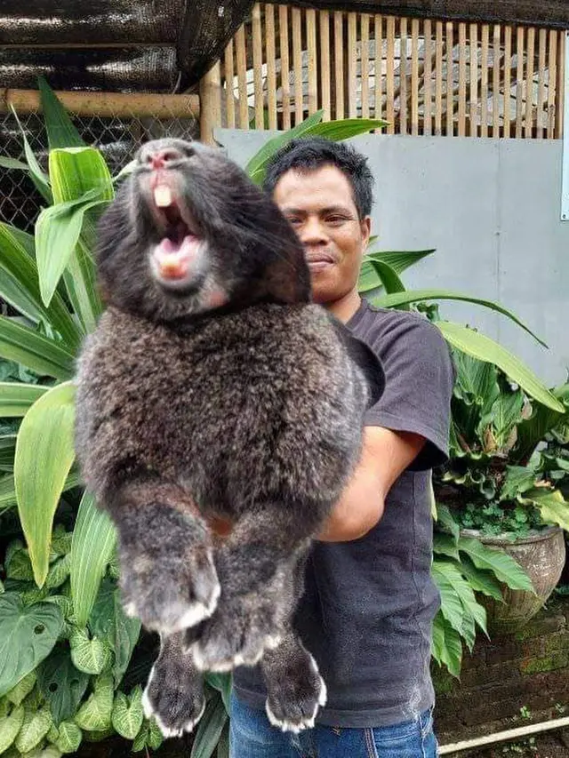 6 Potret Kelinci Raksasa Jenis Flemish, Ukuran Tubuh Bisa Sebesar Manusia