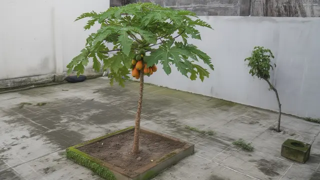 Tanaman Buah yang Bisa Tumbuh di Lahan 1x1 Meter (Foto: Reve.com)