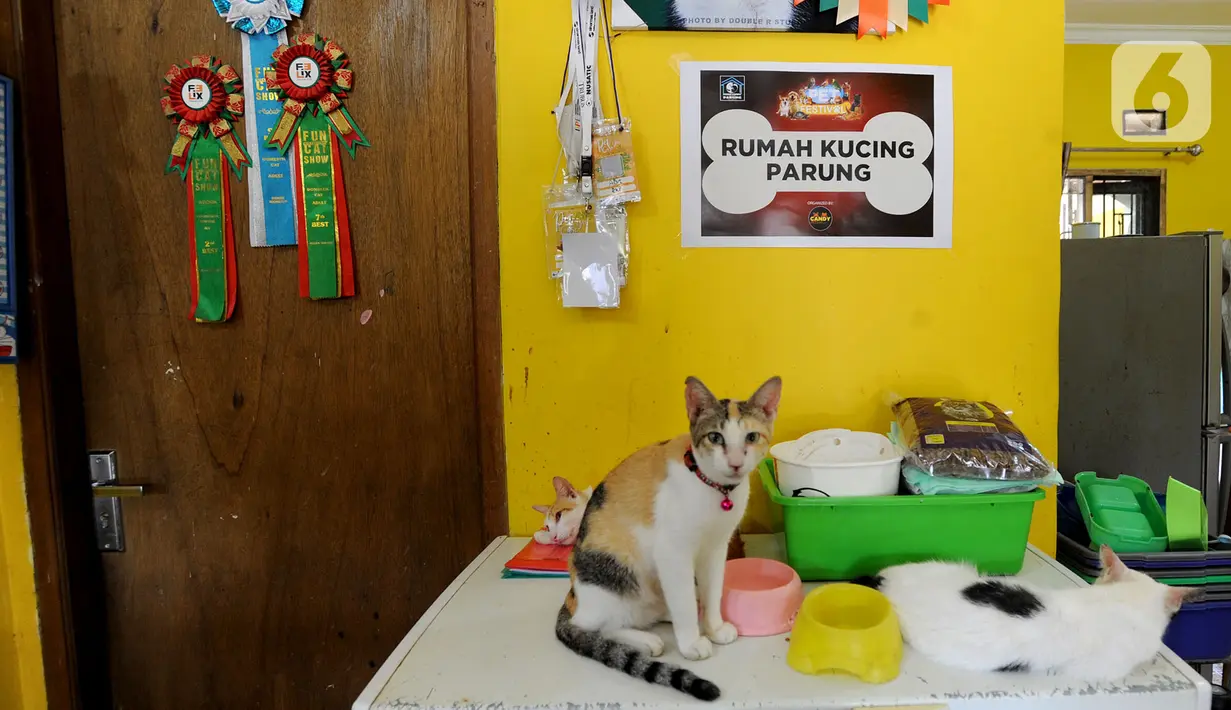 Kegemaran keluarganya pada kucing ras saat tinggal di Bekasi sepuluh tahun silam menjadi awal kecintaannya pada kucing lokal. Saat ia memelihara lima ekor kucing ras, kerapkali kucing-kucing liar datang meminta makan ke rumahnya. (merdeka.com/Arie Basuki)