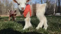 Anak kambing yang baru lahir tampak menggemaskan dengan sweter. Foto: Boredpanda.