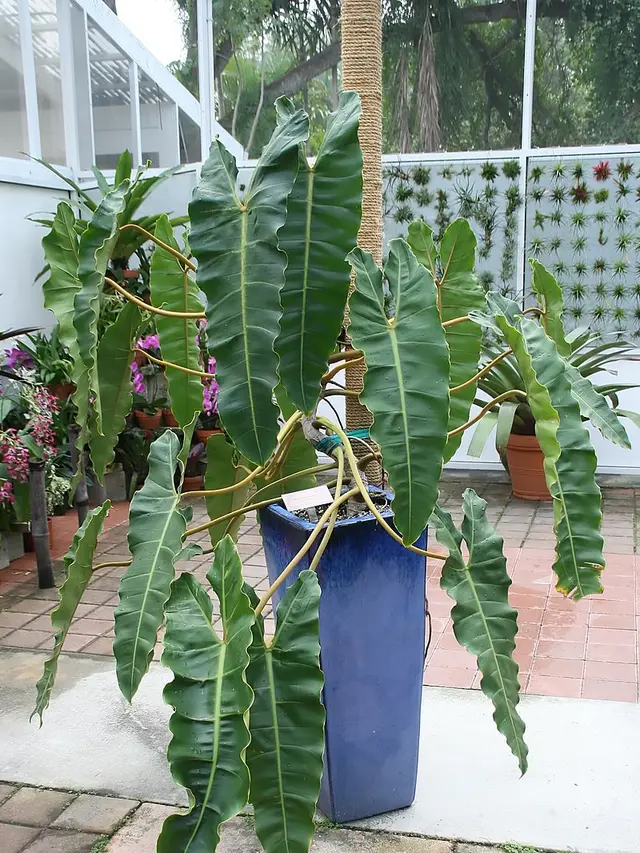 Kabel Busi Billietiae