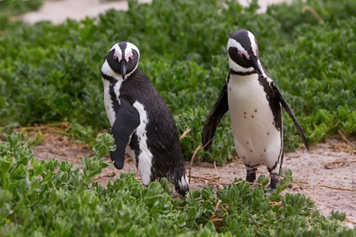 Bukan Hoax, di Jepang Penguin Bisa Belanja ke Pasar