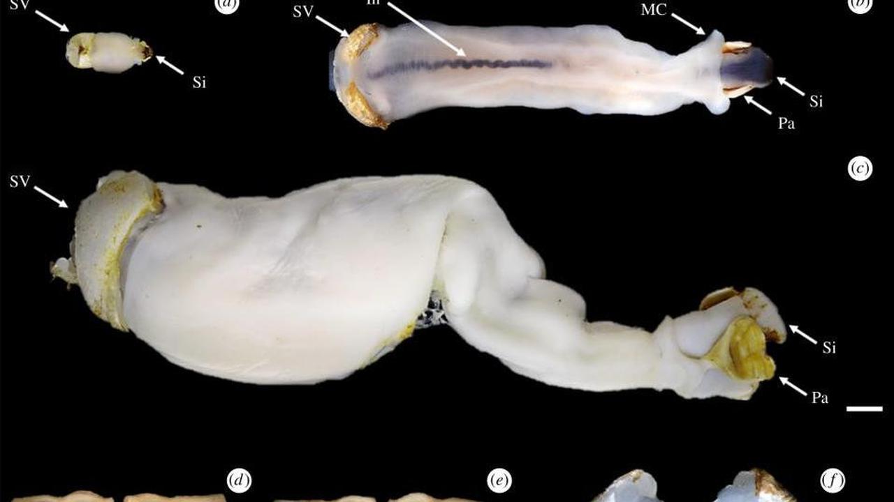 Cacing Pemakan Batu di Filipina