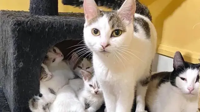 Gemas, Sepasang Kucing Ini Selalu Jaga Anak-Anaknya di Luar Kaca Tempat Penampungan