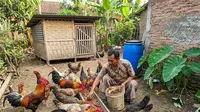 6 Ide Ternak yang Memanfaatkan Limbah Pertanian dari Area Sawah, Peluang Usaha Berkelanjutan