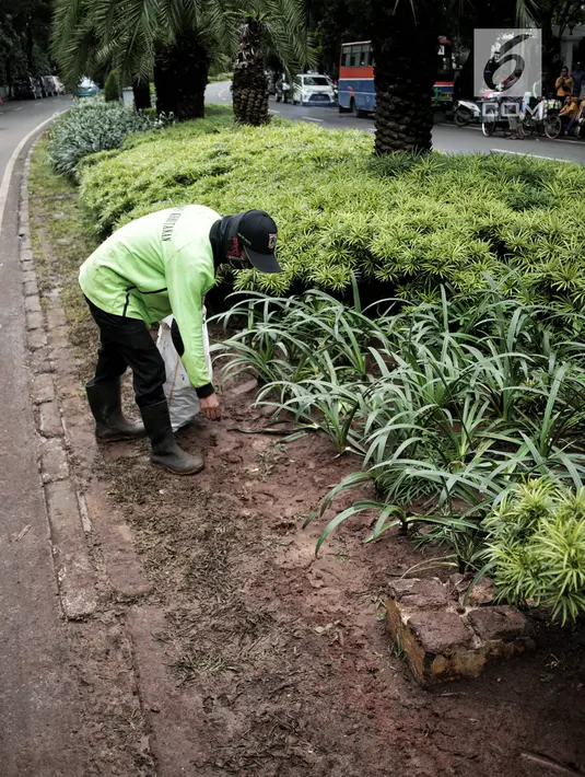 Petugas pertamanan membersihkan tanaman dan rumput yang rusak usai unjuk rasa massa Partai Hanura di depan Gedung KPU, Jakarta, Senin (21/1). Tanaman dan rumput di sekitar Gedung KPU rusak akibat terinjak-injak pengunjuk rasa. (Liputan6.com/Faizal Fanani)