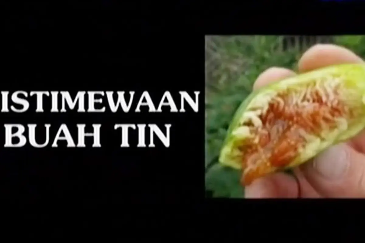 20150627-Karamah Buah Tin-Jeddah
