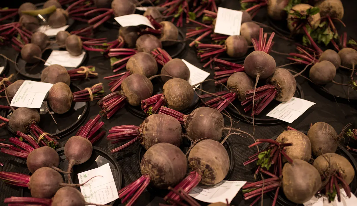 Sejumlah buah bit diletakkan di atas piring untuk dinilai ketika mengikuti kompetisi sayuran dan buah raksasa pada hari pertama Harrogate Autumn Flower Show di Harrogate, Inggris, 14 September 2018. (AFP/OLI SCARFF)