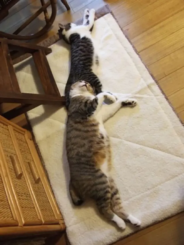 kucing