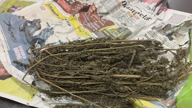 Hisap Daun Ganja, Sun Go Kong Sambut Polisi dengan Senyuman
