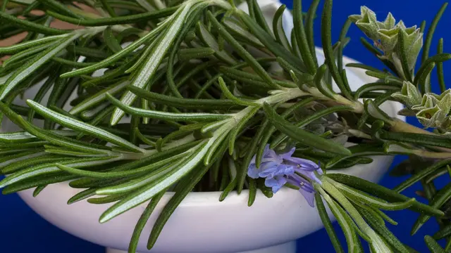 Ilustrasi Daun Rosemary