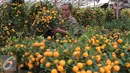 Seorang pedagang membawa jeruk jenis Kumquat dan Chusa yang di impor dari Cina di Jakarta, Rabu (27/1). Permintaan Jeruk asal Cina tersebut meningkat 100 % menjelang imlek. (Liputan6.com/Angga Yuniar)