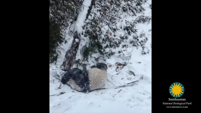 Bao Bao, seekor anak panda yang lahir di Smithsonian's National Zoo, terlihat begitu gembira menikmati salju untuk pertama kalinya di musim dingin ini.
