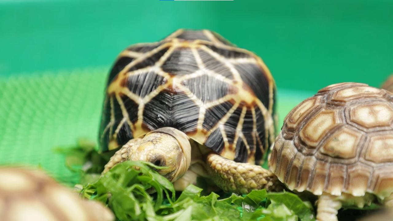 Bisnis Kura-Kura Dimas