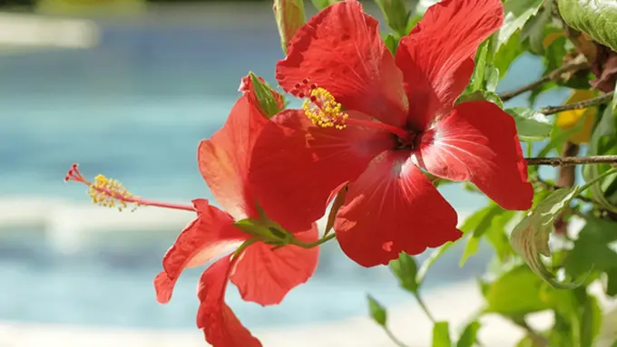 Courtesy ShutterStock.com