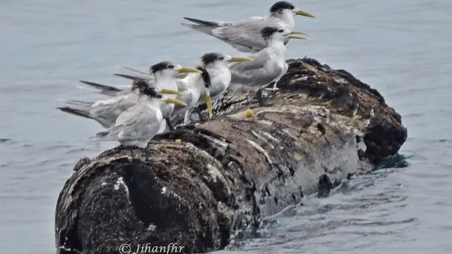Burung Laut