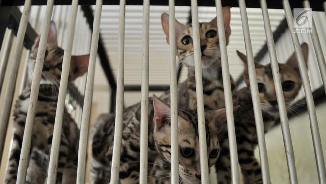 Kronologi Kucing Positif Rabies Gigit Belasan 11 Warga Belu NTT, Begini Kondisinya Sekarang