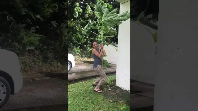 Diterjang Topan, Begini Cara Wanita Selamatkan Pohon Pepayanya