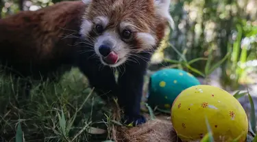 Seekor panda merah bernama Ichiha mencari makanan ringan dalam telur paskah di Kebun Binatang Buin di Santiago, Cile, Minggu, 9 April 2023. (AP Photo/Esteban Felix)