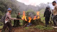 Badan Narkotika Nasional (BNN) memusnahkan ladang ganja di Desa Tanjung Julu, Kecamatan Penyabungan Timur, Kabupaten Mandailing Natal, Sumatera Utara pada Kamis 10 November 2022 atau bertepatan dengan hari pahlawan. (Foto: Dokumentasi BNN).