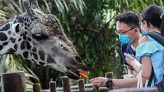 Pengunjung memberi makan jerapah di kandangnya pada hari pertama pembukaan Kebun Binatang Singapura untuk umum di Singapura, Senin (6/7/2020). Kebun binatang yang hampir tiga bulan ditutup akibat pandemi virus corona ini dibuka kembali dengan penerapan protokol kesehatan. (Roslan RAHMAN/AFP)