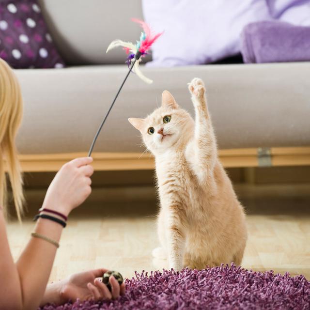 3 Aplikasi Ini Bisa Bantu Kamu Merawat Kucing Kesayangan Ragam Bola Com