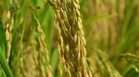 Petani padi yang menerapkan SRI Organik memilih benih sendiri dengan teknik kuno, “nglonggori”, yakni memilih bulir padi terbaik. (Foto: Liputan6.com/Muhamad Ridlo)