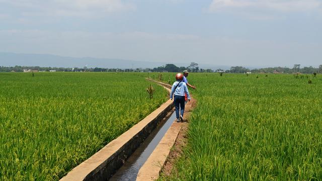 Hamparan sawah di Kalimanah Kulon, Kalimanah, Purbalingga, Jawa Tengah. (Foto: Liputan6.com/Muhamad Ridlo)