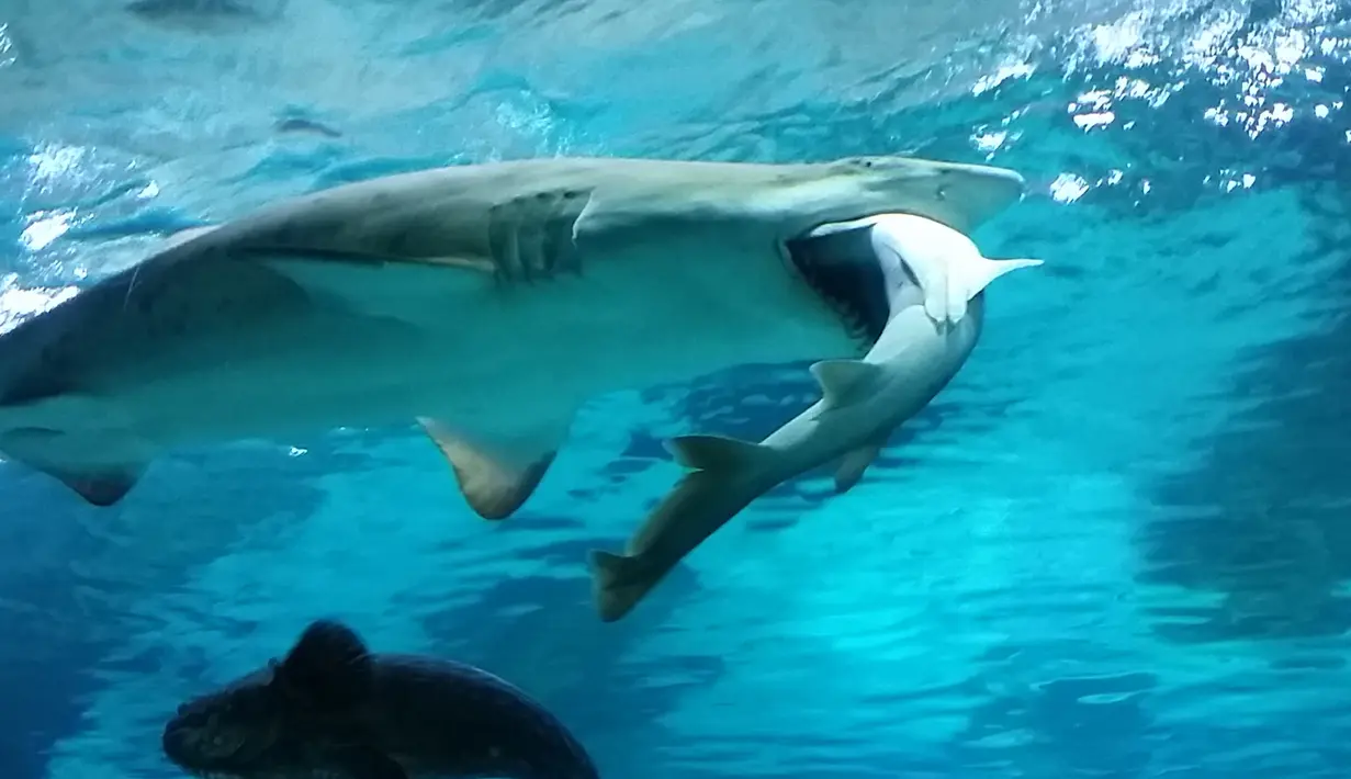Hiu jenis Sand Tiger, berusia 8 tahun yang berukuran 2,2 meter, saat menyerang dan memakan seekor hiu jantan  jenis houndshark berusia lima tahun di sebuah wahana akuarium di Seoul, Korsel, 29 Januari 2016. (COEX AQUARIUM/AFP)
