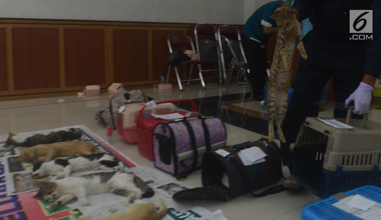 Petugas DKPKP pemprov DKI Jakarta mengangkat kucing yang akan dikebiri di Kecamatan Duren Sawit, Jakarta, Rabu (28/3). Sebanyak 75 ekor kucing peliharaan mengikuti program kastrasi atau pengebirian. (Merdeka.com/Imam Buhori)