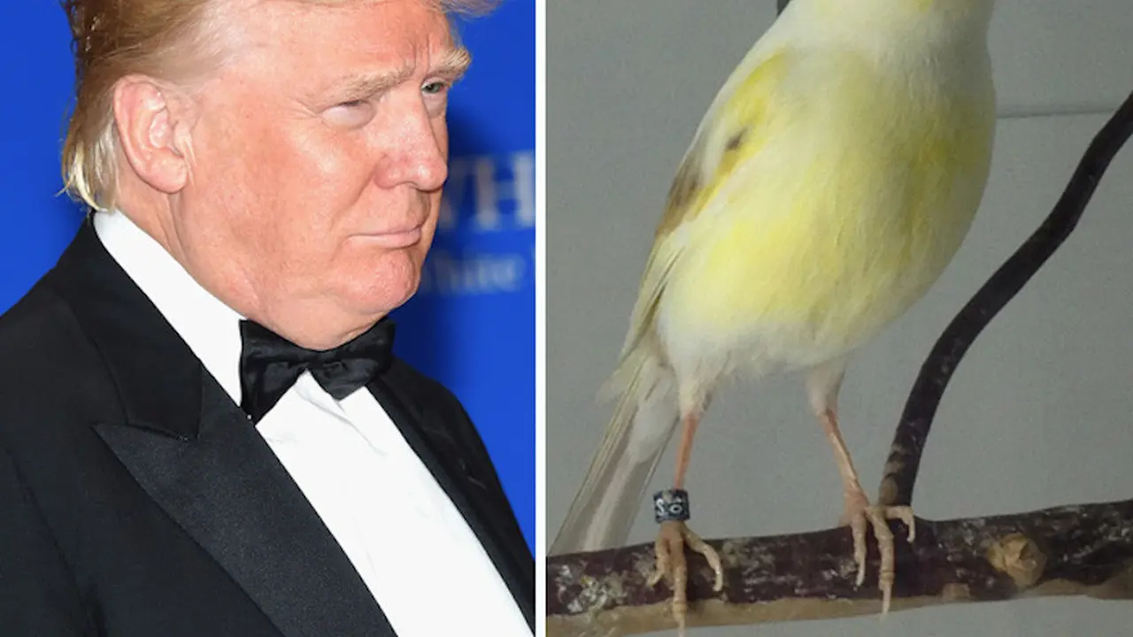 [Bintang] Kasihan, 10 Benda Ini Sering Dimiripin sama Donald Trump