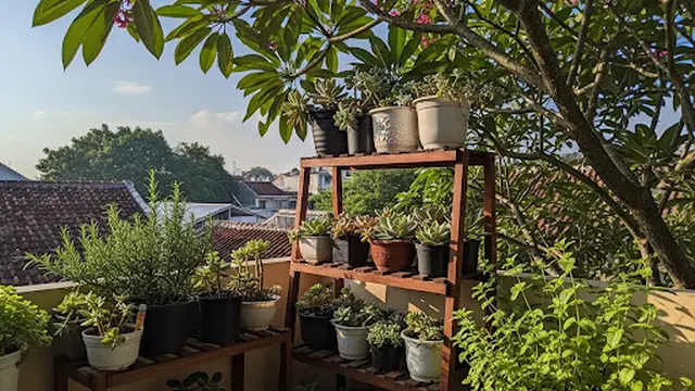 Taman Balkon dengan Rak Tanaman