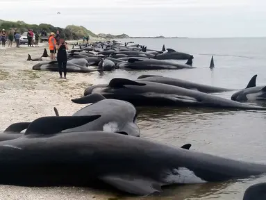 Lebih dari 400 ikan paus terdampar di ujung dari Pulau Selatan, tepatnya di area Farewell Spit, Selandia Baru, Jumat (10/1). Sekitar tiga per empat paus pilot yang terdampar itu sudah mati ketika pertama kali ditemukan (Tim Cuff/New Zealand Herald via AP)