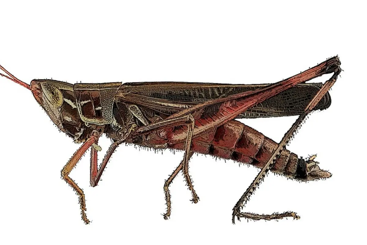 Ilustrasi jangkrik, serangga famili Gryllidae