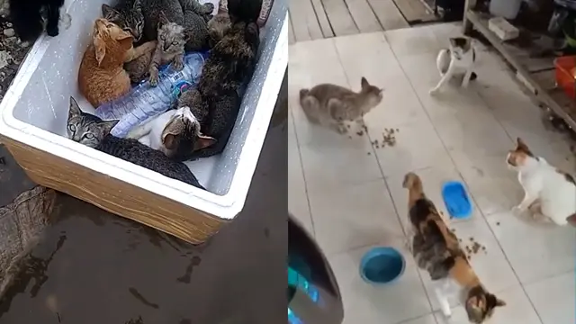 10 Jenis Kucing yang Mirip Anjing, Perhatikan Bentuk Fisiknya