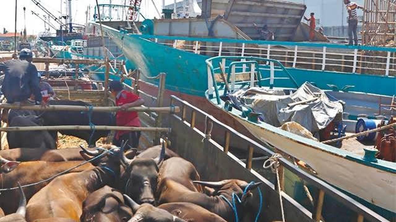 Polisi awasi Peredaran ternak di dermaga tikus. (Dian Kurniawan/Liputan6.com)