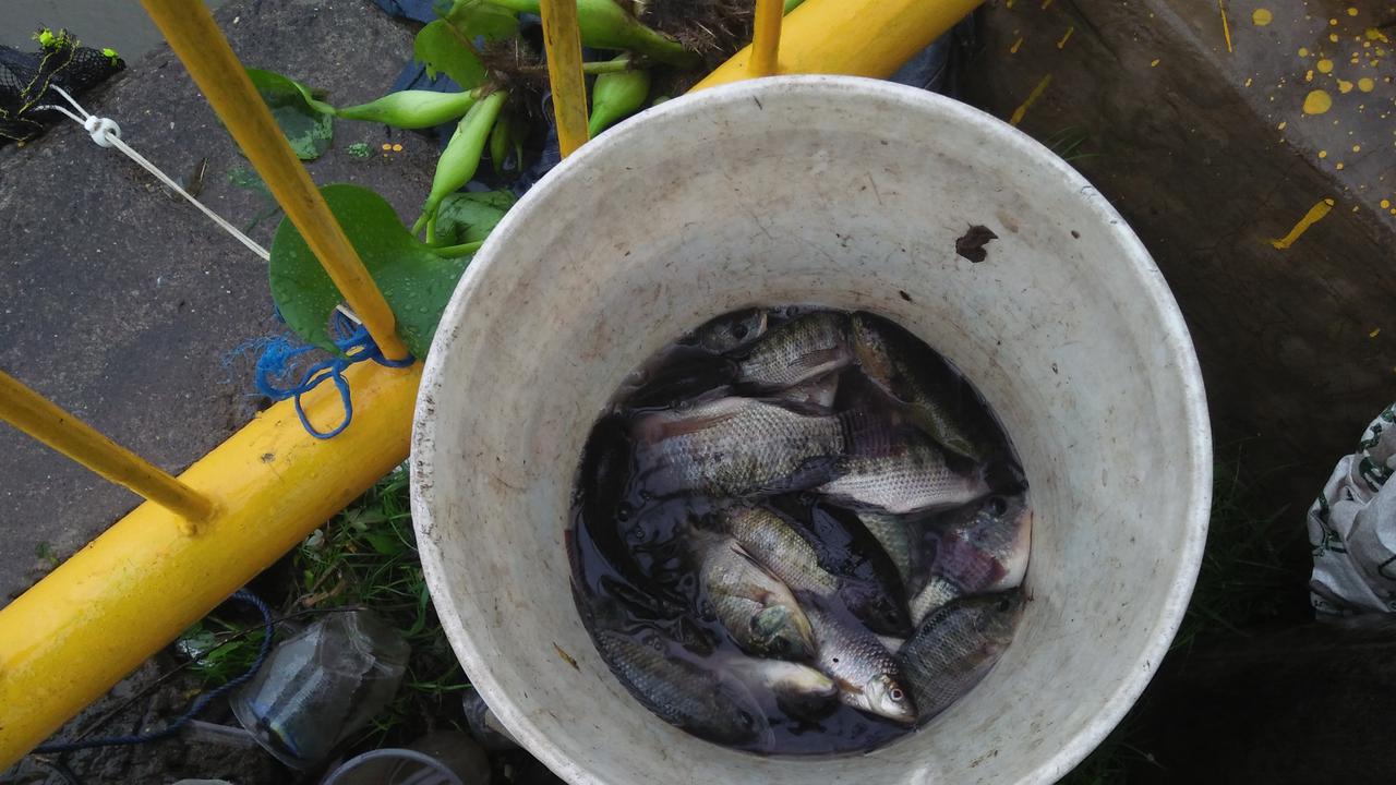 Hujan Lebat, Warga Makassar Mendadak Panen Ikan Mujair