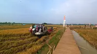 Pesisir Ternyata Bisa jadi Lahan Pertanian Subur, Ini Buktinya