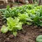 Memperbaiki Tanah Liat untuk Berkebun, Ini Bahan yang Sebaiknya Dihindari