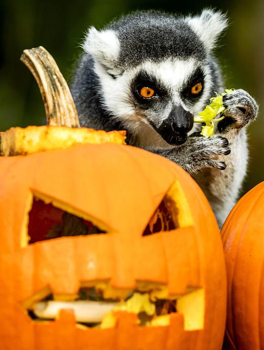 Seekor lemur mencari makanan di dalam buah labu yang diukir, beberapa hari sebelum perayaan Halloween, di kebun binatang Dierenpark, Belanda, 27 Oktober 2017. (REMKO DE WAAL / ANP / AFP)