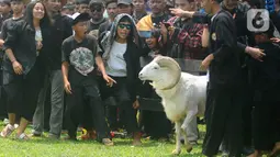 Acara ini diikuti ratusan peternak domba yang bersal dari Jakarta-Bogor-Tangerang-Bekasi (Jabotabek), Bandung, Garut, dan Tasikmalaya. (merdeka.com/Arie Basuki)