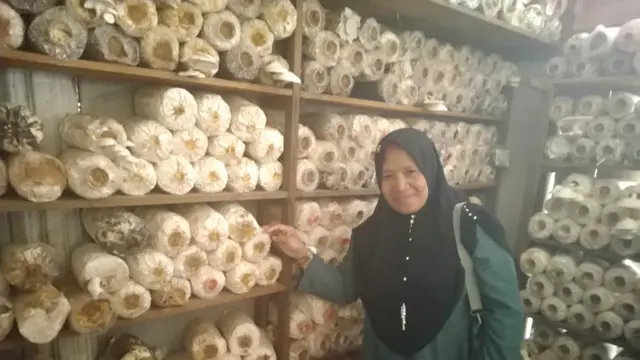 Jamur Tiram
