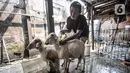 Pedagang hewan kurban memandikan kambing sebelum dijual di Pasar Kambing, Tanah Abang, Jakarta, Selasa (6/7/2021). Menurut pedagang, bisanya memasuki dua minggu sebelum Idul Adha Pasar Kambing mulai ramai dikunjungi pembeli, namun tahun ini sepi. (merdeka.com/Iqbal S. Nugroho)