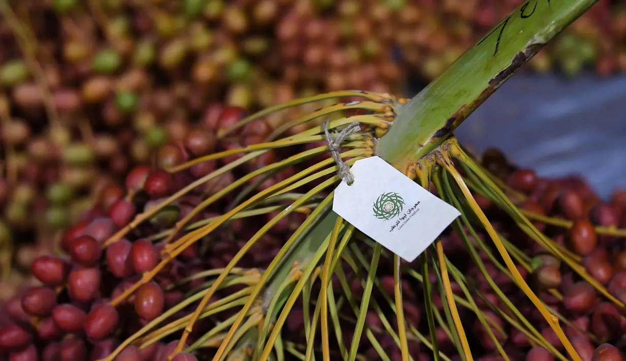 Buah kurma ditampilkan selama Festival tahunan Kurma Liwa  di kota Liwa, Abu Dhabi pada Rabu (17/7/2019). Festival yang rutin diadakan setiap tahun ini biasanya dihadiri oleh ribuan orang lebih turis mancanegara dan pengunjung lokal. (Photo by Karim SAHIB / AFP)