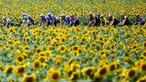 Pembalap melewati perkebunan bunga matahari saat beraksi pada ajang Tour de France 2023 di Limoges, Prancis (8/7/2023). Tour de France merupakan salah satu kejuaraan balap sepeda jalanan paling tua dan bergengsi di dunia. (Photo by Anne-Christine POUJOULAT / AFP)