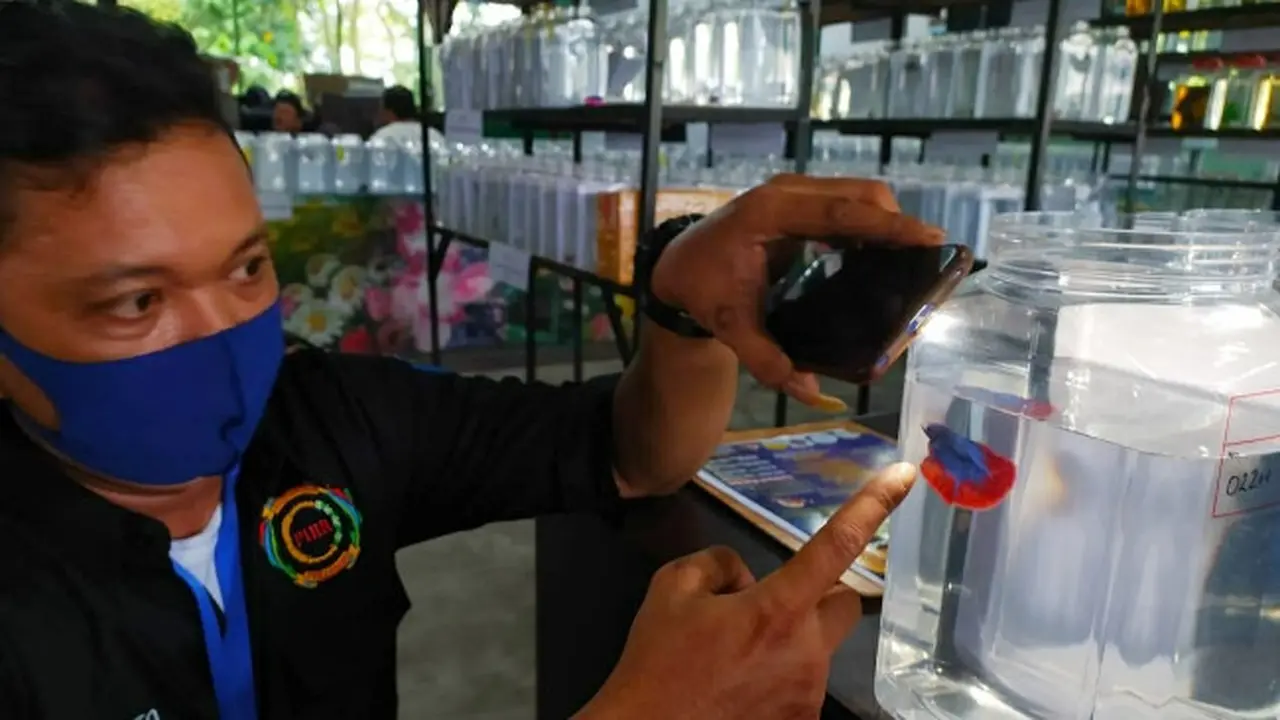 Kontes ikan cupang yang pernah digelar di Pekanbaru.