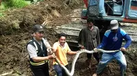 Ular piton peneror warga tiga desa di Kabupaten Pinrang, Sulawesi Selatan. (Liputan6.com/Eka Hakim)