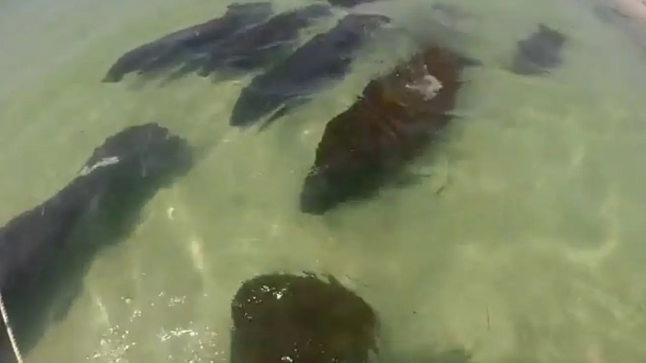 Sapi-sapi Laut Serbu Pantai Florida