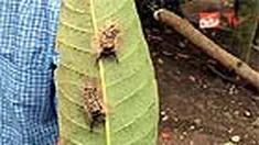 liputan6